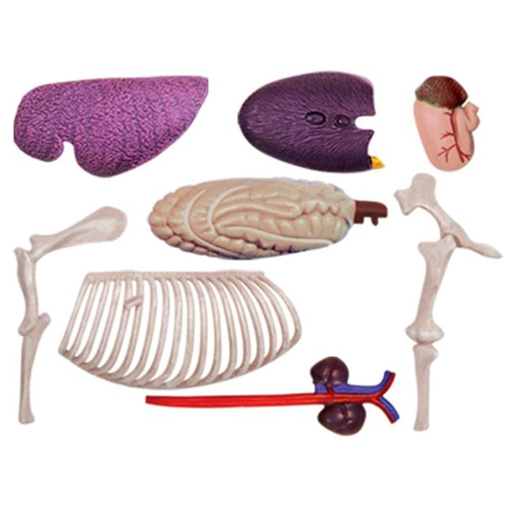 Modèle D'Anatomie D'Organe Animal 4D Cheval Intelligence Assemblage Jouet Enseignement Modèle D'Anatomie DIY Appareils Scientifiques Populaires