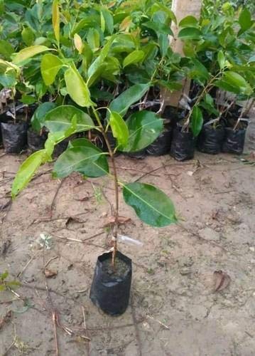 PlantaZee Bush Berry Dwarf Rare Tasty Fruit Blueberry Plant (B09G6YVFLM) Amazon Price History, Amazon Price Tracker