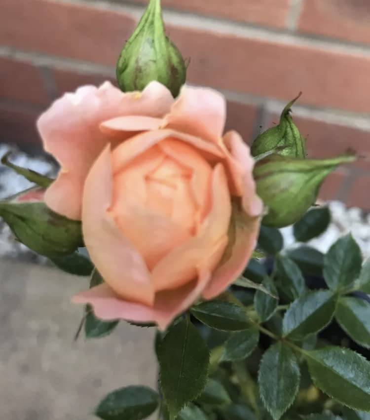 Sweet Dream Patio/Miniature Bush Rose Plant in A 4.5 Litre Pot