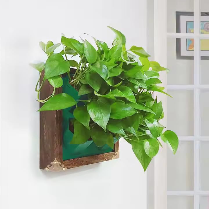Hexagonal Wall Planter, White Frame with 4 Black Cells, Modern Indoor Vertical Garden System (Modern Live Frame_Natural Wood)