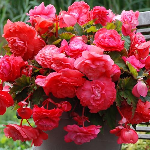 Begonia Odorata Pink Flamingo - Fragrant Tuberous Perennial - Summer Flowering Plant - Trailing for Hanging Baskets and Containers - UK Gardens (2 Bulbs)