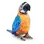 Blue Yellow Macaw Parrot