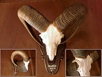 513PiXPqc8L._AC_UF350,