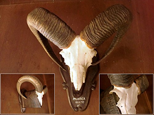 Amazon.co.jp: トロフィー/ムフロンスカルホーン/頭♯剥製/骨
