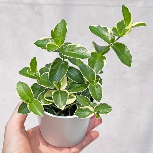観葉植物 斑 ホヤ」の人気商品一覧 | 安い商品を通販サイトから探す