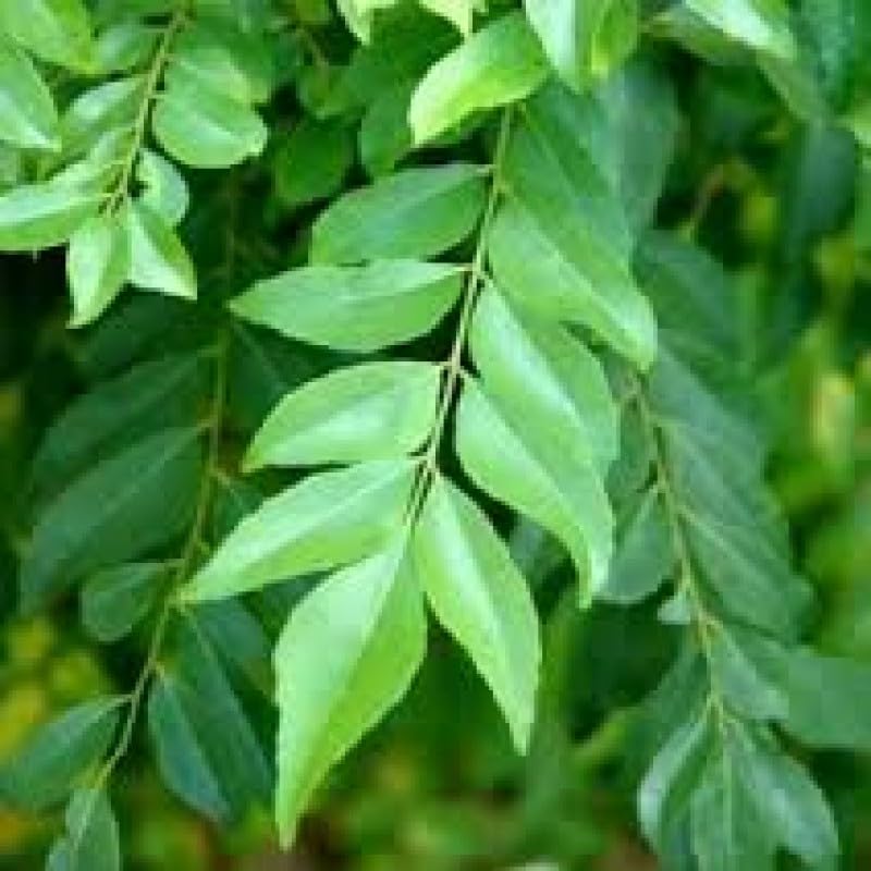 See full amazon price history chart for Mphmi Seedless Plant Indoor Plants Kadi Patta Plant, Curry Leaves live Plant, Sweet Neem, Mitha Neem Mphmi Seedless Plant Indoor Plants Kadi Patta Plant, Curry Leaves live Plant, Sweet Neem, Mitha Neem (B0CVVR25QY) Amazon Price History, Amazon Price Tracker