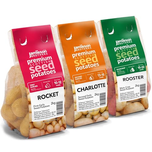 6kg Seed Potato Bundle (Charlotte Rooster & Rocket) Easy to Grow & High Yielding Varieties Perfect for All Uses