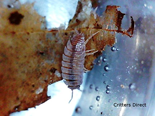 Critters Direct Live Isopods, Dwarf Purple Micropods ((Qty-25))