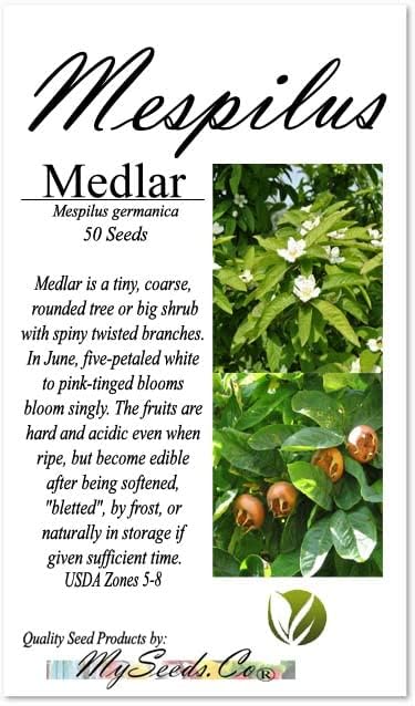 Mespilus germanica (Medlar) Tree Seed, White, Flowers, Round, Hard, Four Centimetre Fruits, You Choose The Quantity (5 Packs)