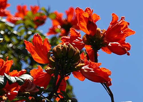 SAFLAX - African Tulip Tree - 30 Seeds - with Soil - Spathodea campanulata
