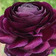 Ranunculus Purple Flower Corms/Bulbs. Hardy Colourful Flowers. (10)