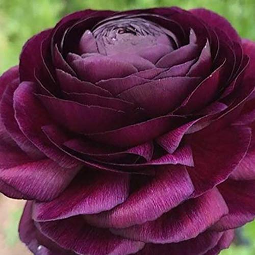 Ranunculus Purple Flower Corms/Bulbs. Hardy Colourful Flowers. (10)