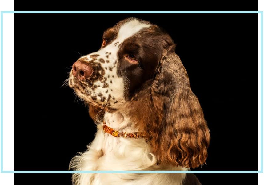 Dog Collar Small Medium Large (15.74-17.71 inch (40-45 cm))