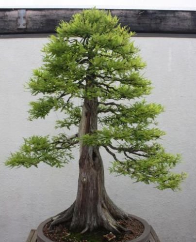 Metasequoia glyptostroboides - Dawn Redwood - Bonsai - 20 seeds :  Amazon.ca: Patio, Lawn & Garden