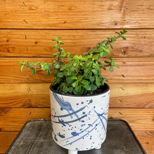 Portulacaria Afra, 6' Plant