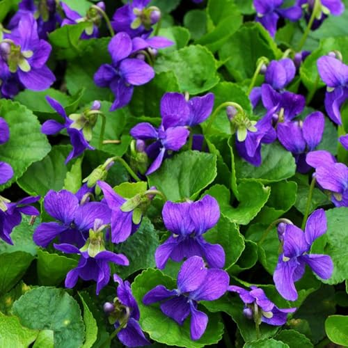 9000+ Viola Seeds for Planting Perennial Sweet Violet Flower Seeds Non-GMO Heirloom Flower Attract Butterflies & Open Pollinated