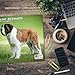 2026 St Bernard Calendar - Dog Breed Wall Calendar - 12 x 24 Open - Thick No-Bleed Paper - 14 Month Planner Organizing & Planning