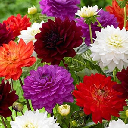 See full amazon price history chart for Jd Agro Dahlia Flower Seeds for Gardening, Balcony Gardening, Planting Seeds (Pack of 30 Seeds) Jd Agro Dahlia Flower Seeds for Gardening, Balcony Gardening, Planting Seeds (Pack of 30 Seeds) (B0CBFZV6L5) Amazon Price History, Amazon Price Tracker