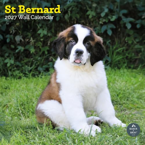 Baker And Bray Calendario de San Bernardo 2027, grande Baker And Bray Calendario de San Bernardo 2027, grande