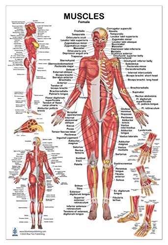 Blue Tree Publishing Muscles Female Poster 24X36Inch, For Physical Fitness, Working Out, Muscular System Anatomical Chart #TOP25