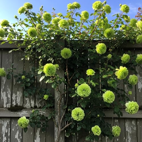 Image of Climbing Rose Hybrid Seeds Pack - Large Flowers- 70 Easy-to-Grow Seeds for Vibrant Blooms, Suitable for All Indian Climates (GREEN)