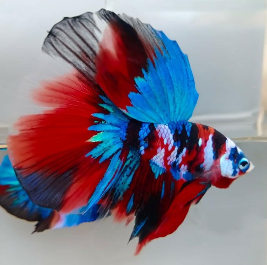 Koi Candy Nemo Longfin Male Betta - Live Freshwater Aquarium Fish