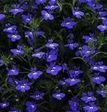 Lobelia Regatta Series Midnight Blue Lobelia Erinus Annual Flower Seeds