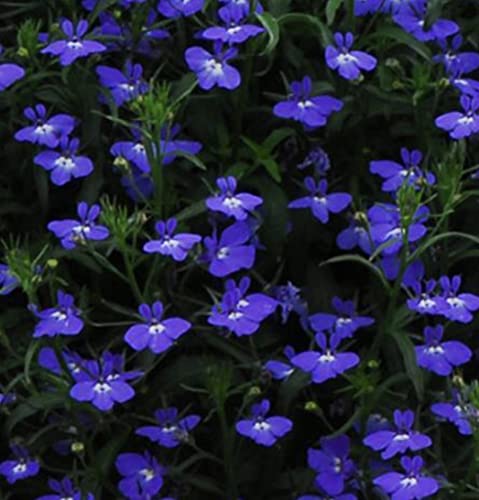 Lobelia Regatta Series Midnight Blue Lobelia Erinus Annual Flower Seeds