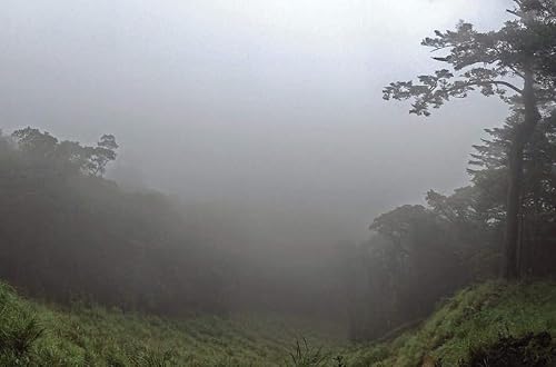 Miniatura 5 de Chamellia Té verde Sencha orgánico  50 bolsas de té piramidales en una bolsa  5.3oz (150g) (Camellia Sinensis) unidad única