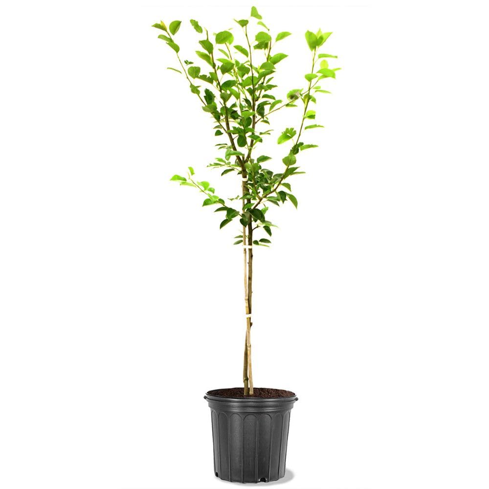 Generic The Bartlett Pear Tree, Fruit Bearing, Deciduous, Ornamental Value, 5 gal, Nursery Pot (Due to Agricultural Laws, we Cannot Ship to CA, AZ, AK, or HI), 3 ft, Green