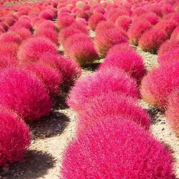 Image of 100pcs Garden Kochia Scoparia Seeds Annual Herb Foliage Plant
