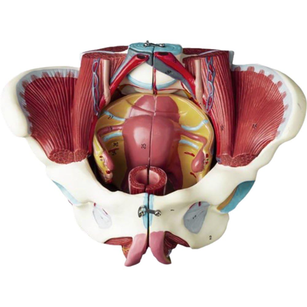 Bassin féminin en PVC démontable pour l'étude précise des muscles et des nerfs