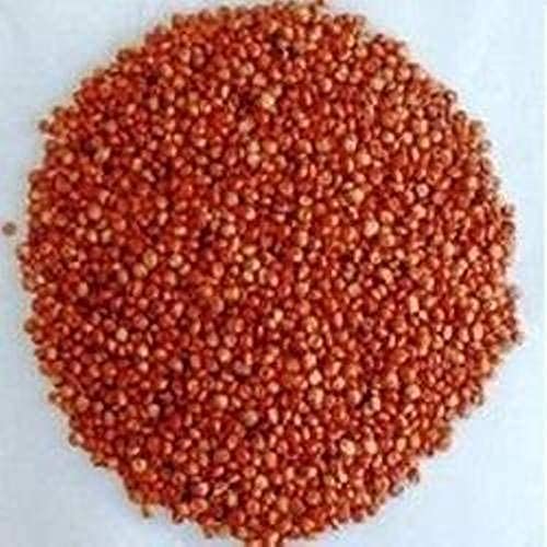 Image of Iagrifarm Sorghum Sudan Grass Fodder Seeds - 2 Kg - Multi Cut Fodder Seeds For Fodder Cultivation