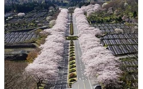 冨士霊園施設利用券(4枚)