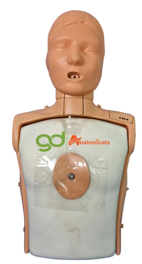 Buy GD ANATOMICALS Adult CPR and Intubation Training Manikin Half-Body ...
