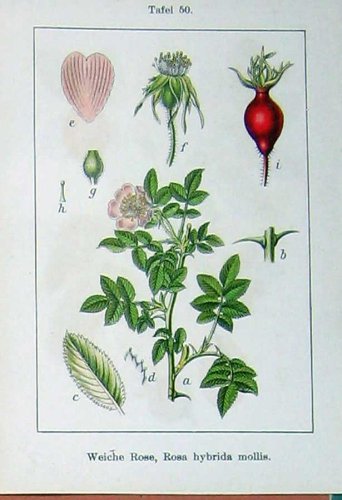 Fiori Sturms Rosa 1904 Hybrida Mollis Rosa