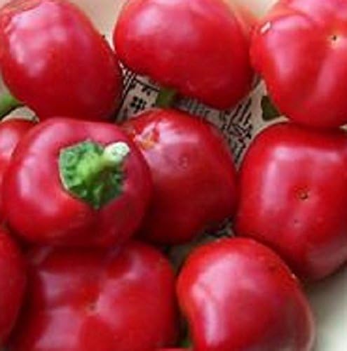 50+ Seeds of Rare Heirloom - Door Knob Peppers. Grows 24" High with Superb Yield - 70 Days