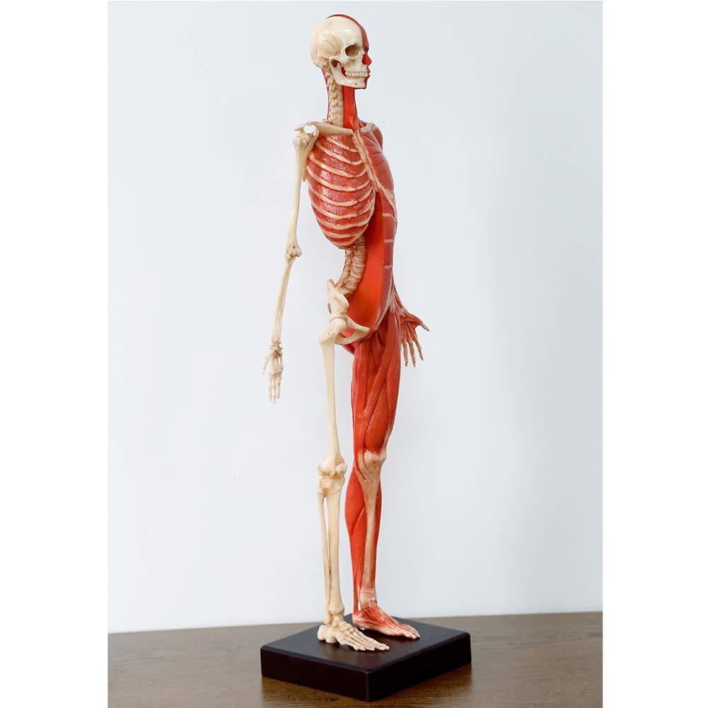 Model anatomiczny kobiecego mięśnia, kości i skóry Ecorché, model anatomiczny ludzkiego szkieletu mięśniowego, materiał