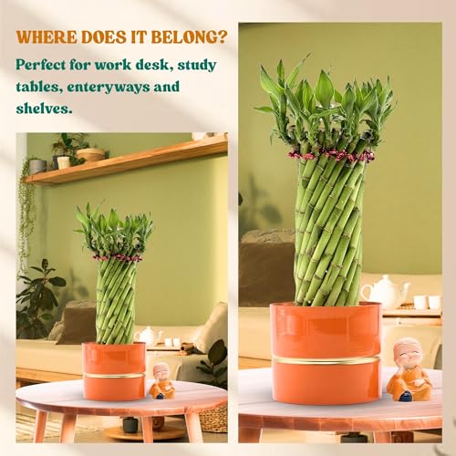 Image of Amulya Farms Live Lucky Bamboo Wheel plant in Ornage Metal Pot With Budha | Indoor Plants for home decoration | Ideal for Living room, Balcony, Office desk & Kitchen | Lucky Vastu Plant |