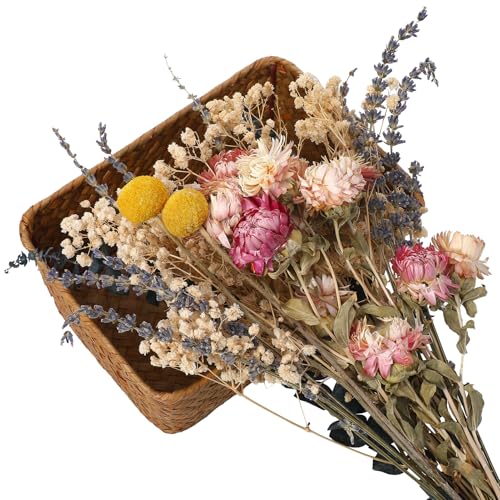 27 Stück Getrocknete Blumen Lavendelzweige,Gänseblümchen,Schleierkraut,Eukalyptusblätter,goldene Hammerblumen,Natürliche Gemischte Echte Getrocknete Gepresste Blumen für Heimtischdekora