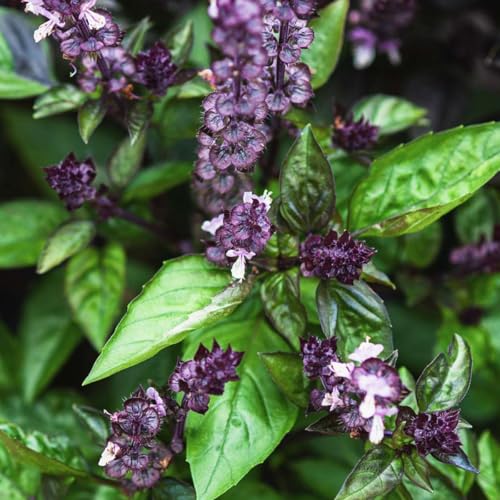 Welldales 50 Spicy Basil Seeds UK Purple Cinnamon Ocimum Bas