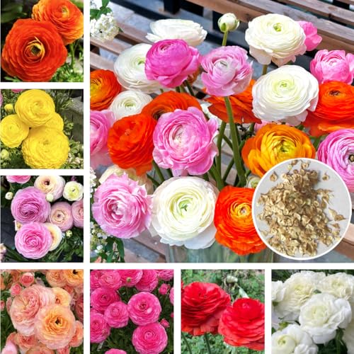 Mixed Color Peony Ranunculus Seeds 50 Pcs Seeds Flowering Blooms Perennial