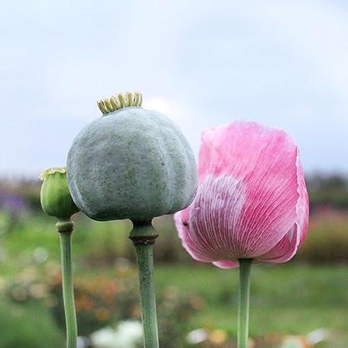 PAPAVERO PALLA DA BOWLING NR.50 SEMI