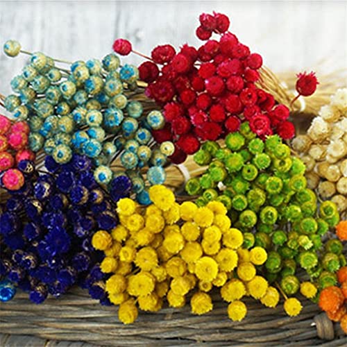 50 flores secas naturales para decoración floral miniatura 3