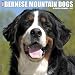 Just Bernese Mountain Dogs 2017 Wall Calendar (Dog Breed Calendars)