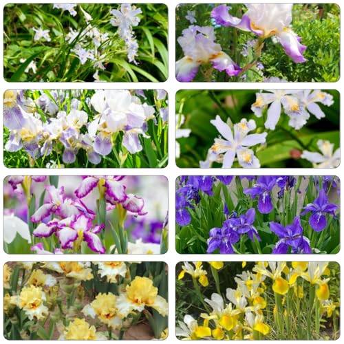 bulbi iris iris di interni bonsai di interni giardino rocce decorativo api giardino reverdecimiento tetti primavera 15pcs