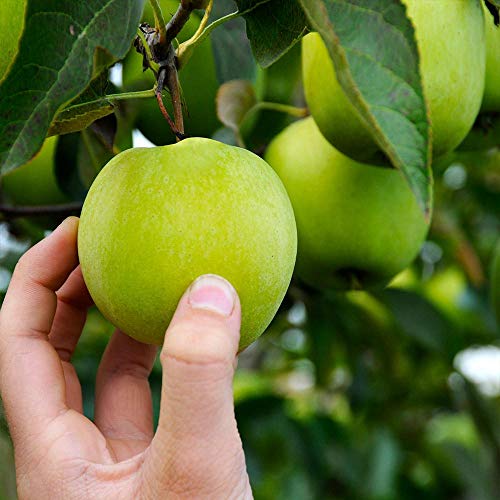 Brighter Blooms - Dwarf Granny Smith Apple Trees, 6-7 Ft. - Home-Grown Apples For Baking Or Snacking - No Shipping To Az, Id, Or, Or Ca #TOP2