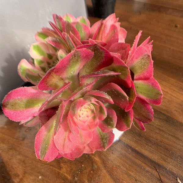 Amazon.co.jp: 農園直売 多肉植物 寄せ植え アエオニウム属 傾城（群