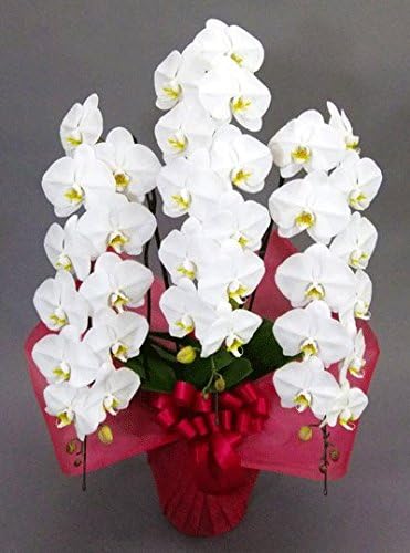 Amazon Co Jp 胡蝶蘭ビズ 胡蝶蘭3本立 白 特選 P 33 W ホーム キッチン