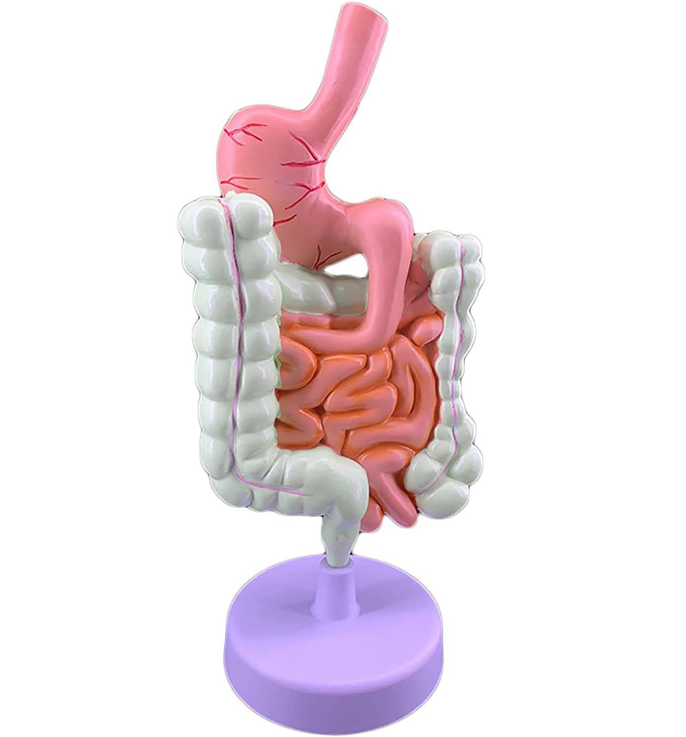 Modello intestinale colorettale Modello autonomo di digestione Umana, intestino crasso e Due organi rettali e duodenali e intestinali. Anatomia gastrointestinale Speciale Medica